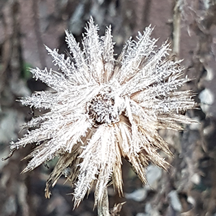 Frostblomma-Maria Anderson